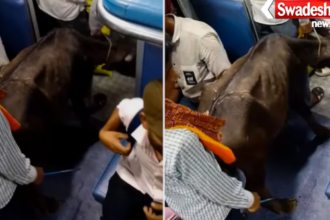 Viral Video Buffalo Calf Traveling In Indian Train