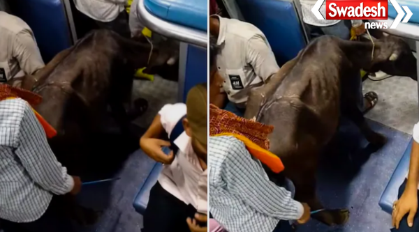 Viral Video Buffalo Calf Traveling In Indian Train