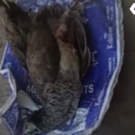Morena National Bird Peacock Death Forestry Negligence