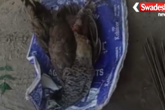 Morena National Bird Peacock Death Forestry Negligence