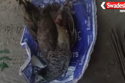 Morena National Bird Peacock Death Forestry Negligence