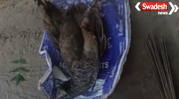 Morena National Bird Peacock Death Forestry Negligence