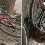 Monkey Repairing Bicycle