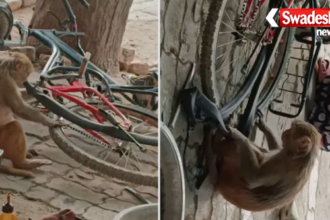 Monkey Repairing Bicycle