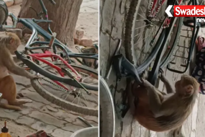 Monkey Repairing Bicycle