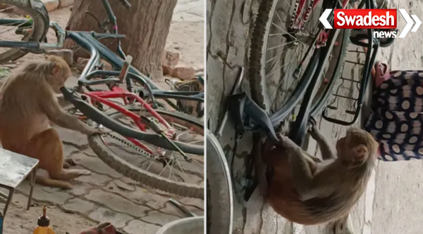 Monkey Repairing Bicycle