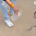 Rohtas Akodhigola Snake Bite Tragic Child Death