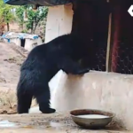 Ramvan Uchhera Bear Prasad Temple
