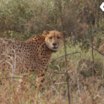 Kuno National Park Cheetah Death