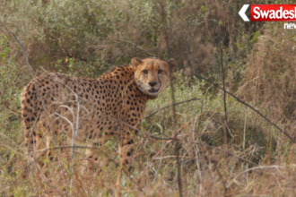 Kuno National Park Cheetah Death