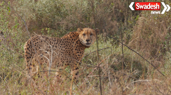 Kuno National Park Cheetah Death