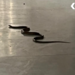 Etawah Bakewar 50 Bed Hospital Cobra Snake