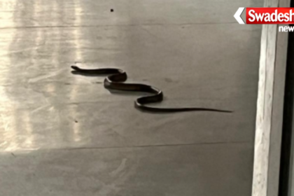 Etawah Bakewar 50 Bed Hospital Cobra Snake