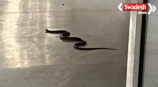 Etawah Bakewar 50 Bed Hospital Cobra Snake