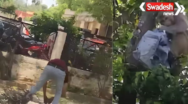 Monkey Steals Cash Bag: