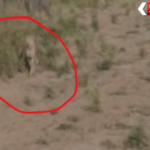 Kuno Cheetah Straying Morena