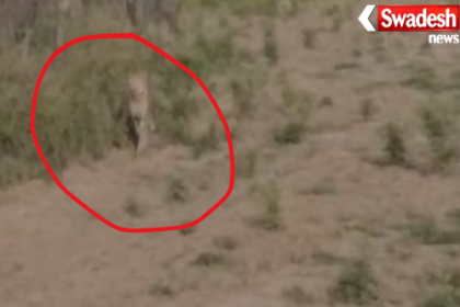 Kuno Cheetah Straying Morena