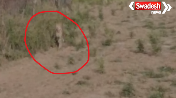 Kuno Cheetah Straying Morena