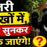 China Zoo Bear Costume Job Offer