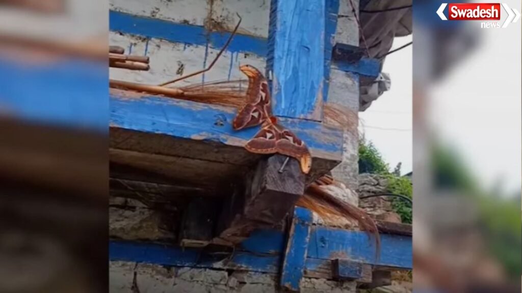 Atlas Moth