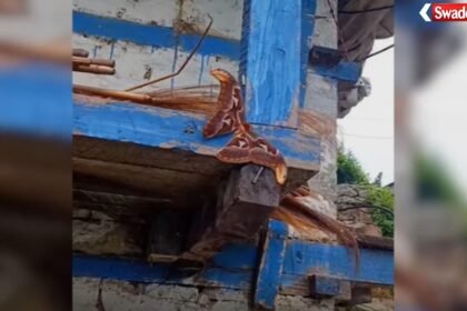 Atlas Moth