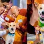 https://swadeshlive.com/khabar-hatke-alok-dog-story/