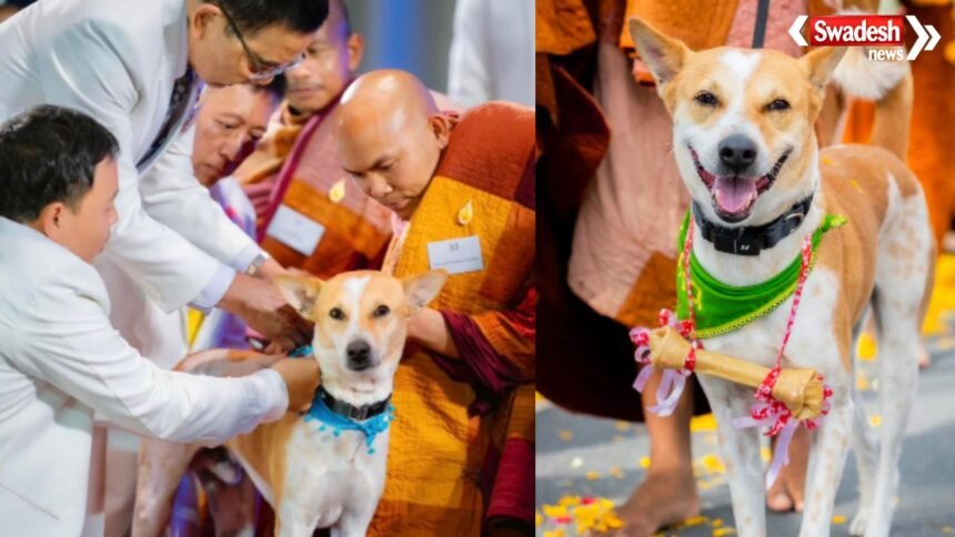 https://swadeshlive.com/khabar-hatke-alok-dog-story/