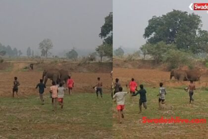 रायगढ़ के घरघोड़ा क्षेत्र के डोकरबुड़ा गांव में रिहायशी इलाके में पहुंचे दो जंगली हाथी।