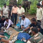 Bandhavgarh Tiger Reserve Rescue
