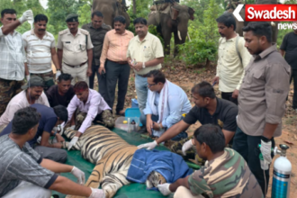Bandhavgarh Tiger Reserve Rescue