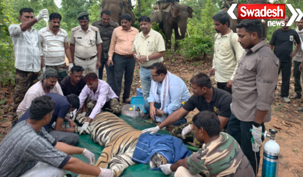 Bandhavgarh Tiger Reserve Rescue
