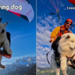Flying Dog Ouka Paragliding Instagram Star