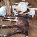 Maheshwar Karhi Lightning Strike Cattle Death