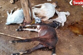 Maheshwar Karhi Lightning Strike Cattle Death