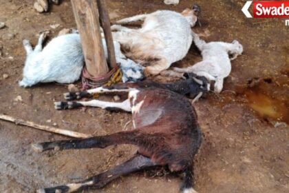 Maheshwar Karhi Lightning Strike Cattle Death