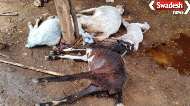 Maheshwar Karhi Lightning Strike Cattle Death