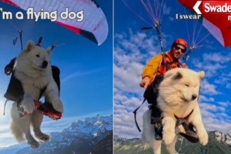 Flying Dog Ouka Paragliding Instagram Star