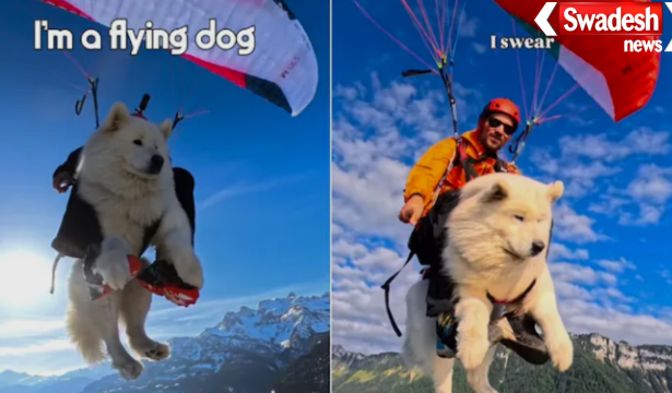 Flying Dog Ouka Paragliding Instagram Star