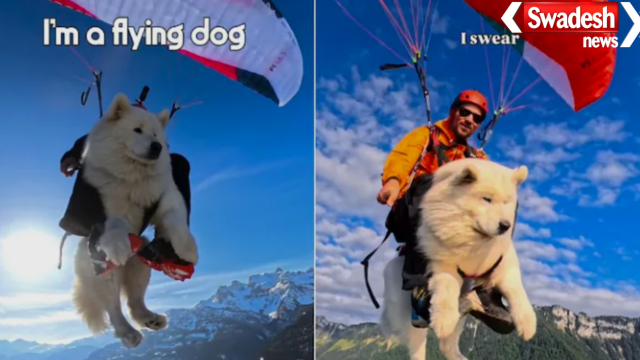 Flying Dog Ouka Paragliding Instagram Star