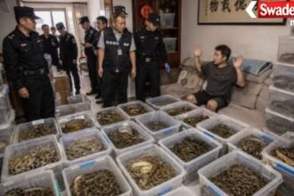 China Taizhou Pythons Flat Found Electricity Bill