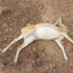 Katni Vijayraghavgarh Wildlife Poaching Poisoning