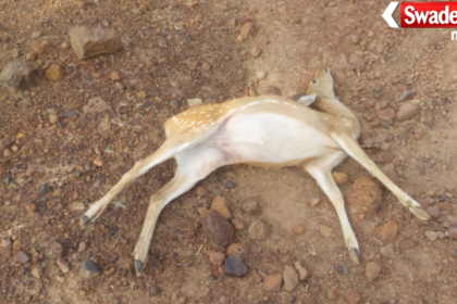 Katni Vijayraghavgarh Wildlife Poaching Poisoning