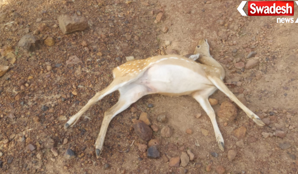 Katni Vijayraghavgarh Wildlife Poaching Poisoning
