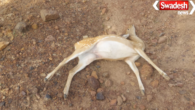 Katni Vijayraghavgarh Wildlife Poaching Poisoning