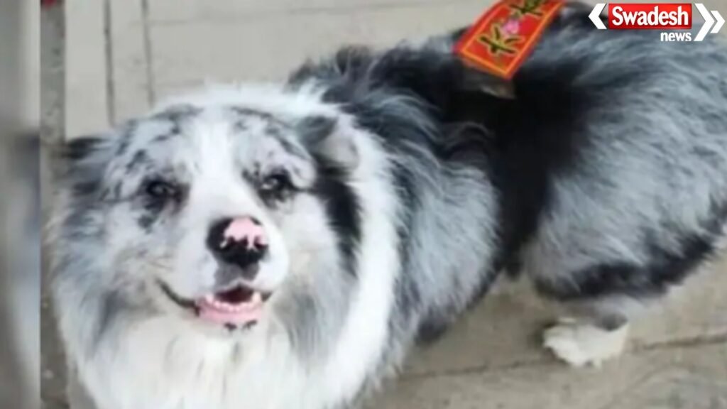 China Dog Meat Case