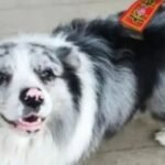China Dog Meat Case