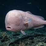 https://swadeshlive.com/khabar-hatke-faceless-cusk-eel-deep-sea-fish/