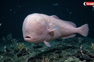 https://swadeshlive.com/khabar-hatke-faceless-cusk-eel-deep-sea-fish/