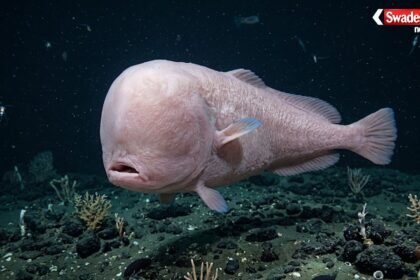 https://swadeshlive.com/khabar-hatke-faceless-cusk-eel-deep-sea-fish/