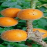 अंडमान के जंगलों में खोजा गया सुनहरे-नारंगी रंग का Solanum pandeyi बैगन